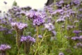 Phacelia tansy flower,green manure,honey culture containing nectar for bees