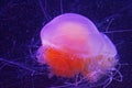 Phacellophora camtschatica jellyfish Royalty Free Stock Photo