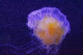 Phacellophora camtschatica jellyfish Royalty Free Stock Photo