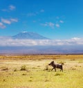 Phacochoerus africanus, warthogs over Kilimanjaro