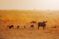 Phacochoerus family group in savanna Kenya Affrica Royalty Free Stock Photo