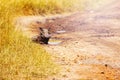 Phacochoerus warthog lay in the mud puddle, Kenya