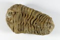 Phacops prehistoric trilobite arthropod fossil Royalty Free Stock Photo