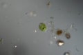 Phacus algae in drops of water Royalty Free Stock Photo