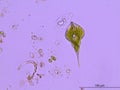 Phacus in a Dirty Pond Water Drop Under a Microscope Royalty Free Stock Photo