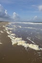 Phaeocystis, clade of algae, along the North sea Royalty Free Stock Photo