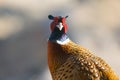 Phaesant Royalty Free Stock Photo