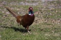 Phaesant Royalty Free Stock Photo