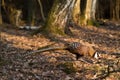 Phaesant royal Royalty Free Stock Photo