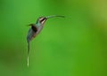 Phaethornis guy, Green hermit caught in fly