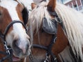 Close up Horses, Phateon of Alsancak Royalty Free Stock Photo