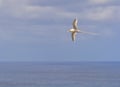 A Phaeton lepturus Rabo-de-palha in flight, in Fernando de Noronha Islands, in Brazil.