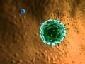 Phagocyte and viruses