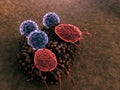 Lymphocytes attack the fungus