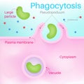 Phagocytosis is a form of cellular digestion. Royalty Free Stock Photo