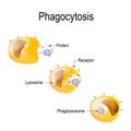 Phagocytosis Royalty Free Stock Photo