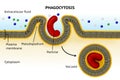 Phagocytosis. Cell transport Royalty Free Stock Photo