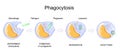 Phagocytosis. macrophage. Stages of mechanism of the immune response