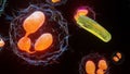 Phagocytosis. Neutrophe that uses its plasma membrane to engulf bacteria.