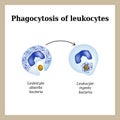 Phagocytosis. The process of destroying bacteria by leukocytes.