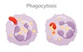 Phagocytosis is the process in which a cell engulfs a particle and digests it Royalty Free Stock Photo