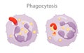 Phagocytosis is the process in which a cell engulfs a particle and digests it