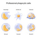 Phagocytosis. Professional phagocytic cells. Neutrophils, macrophages, monocytes, dendritic cells, osteoclasts and eosinophils