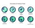 Phagocytosis stage. leukocyte