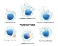 Phagocytosis . Step by step process of macrophage is swallowing and killing microbes . Isolated white background . Medical