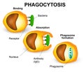 Phagocytosis Royalty Free Stock Photo