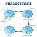 Phagocytosis vector illustration. Labeled endocytosis type educational scheme