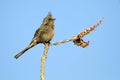 Phainopepla