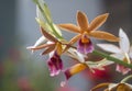 Greater Swamp orchids Royalty Free Stock Photo