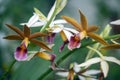 Orchids; Phaius, commonly known as the greater swamp-orchid Royalty Free Stock Photo