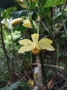 phaius flavus blooms in its habitat