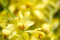 Phaius flavus flower Royalty Free Stock Photo