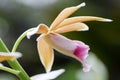 Phaius tancarvilleae (LâHÃ©ritier) Blume flower Royalty Free Stock Photo