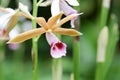 Phaius tancarvilleae (LâHÃ©ritier) Blume flower Royalty Free Stock Photo