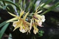 White and yellow flowers Phaius tankervilleae, on a dark green background Royalty Free Stock Photo