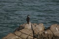 Phalacrocorax aristotelis or European shag sitting on a rock