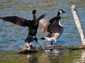 Phalacrocorax Auritus Or Double Crested Cormorant And Canada goose