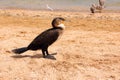 Phalacrocorax. Big black bird by the sea Royalty Free Stock Photo