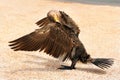 Phalacrocorax. Big black bird by the sea Royalty Free Stock Photo