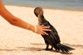 Phalacrocorax. Big black bird by the sea Royalty Free Stock Photo