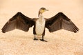 Phalacrocorax. Big black bird by the sea Royalty Free Stock Photo