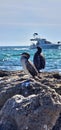 flock of cormorants sitting on the rocks Royalty Free Stock Photo