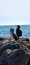 flock of cormorants sitting on the rocks Royalty Free Stock Photo