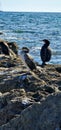 flock of cormorants sitting on the rocks Royalty Free Stock Photo