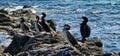 flock of cormorants sitting on the rocks Royalty Free Stock Photo