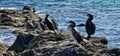 flock of cormorants sitting on the rocks Royalty Free Stock Photo